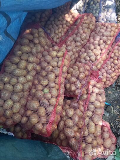 Оптом Картофель