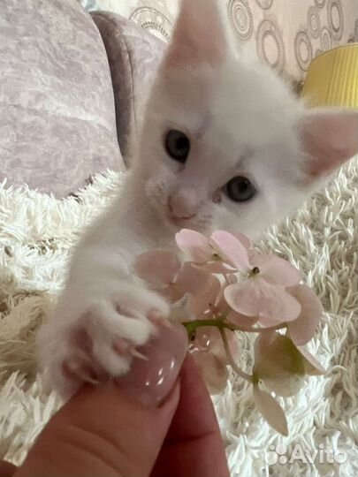 Котенок(мальчик)