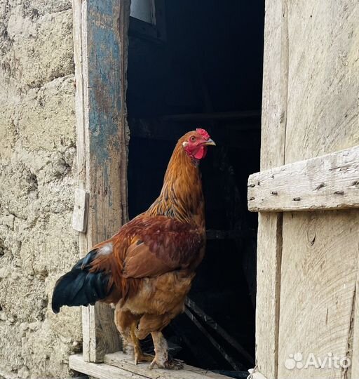 Домашние куры разных пород