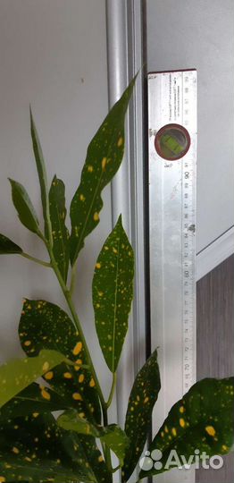 Аукубовидный кротон