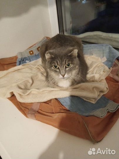 Отдать в добрые руки