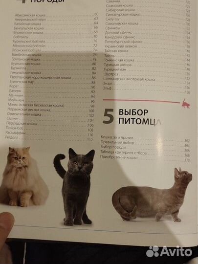 Энциклопедия про кошек