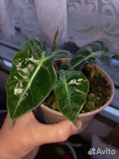 Алоказия полли