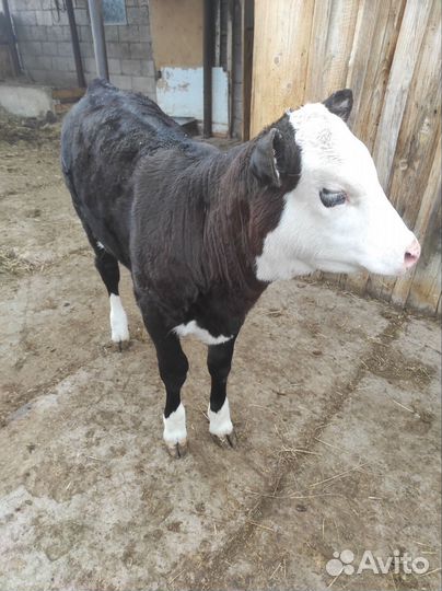 Телочка 2,5 месяца