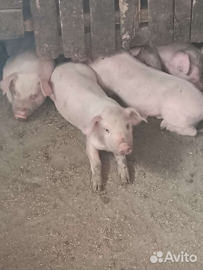 Поросята мясной породы от 2000 до 2500