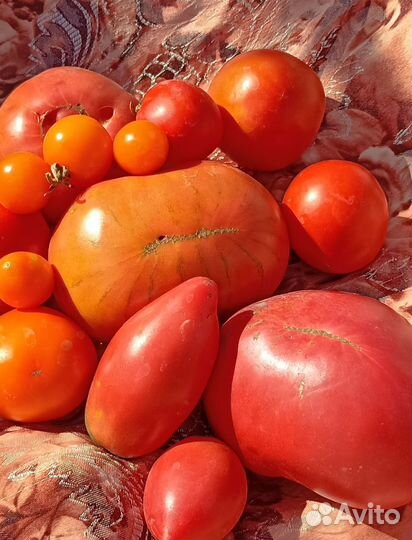 Семена помидор