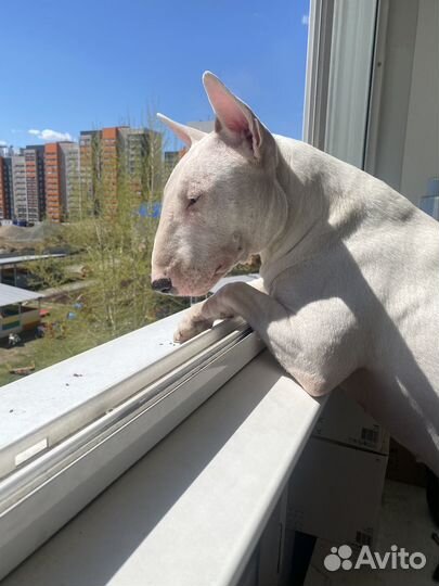 Стандартный бультерьер