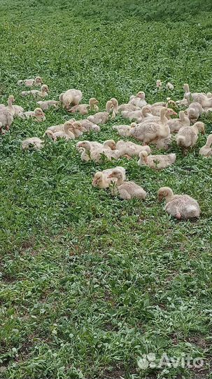 Гусята,утята,бройлеры, цыплята