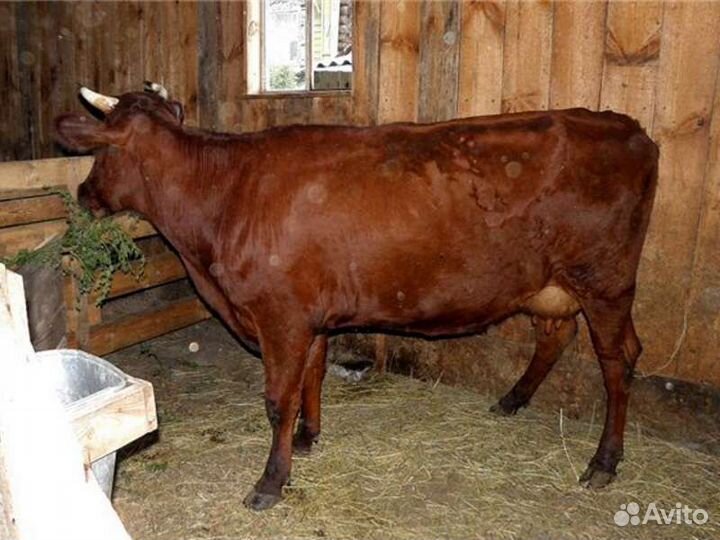 Корова с бычком
