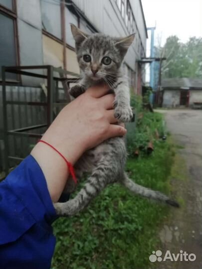 Котята смертники с завода, помогите спасти