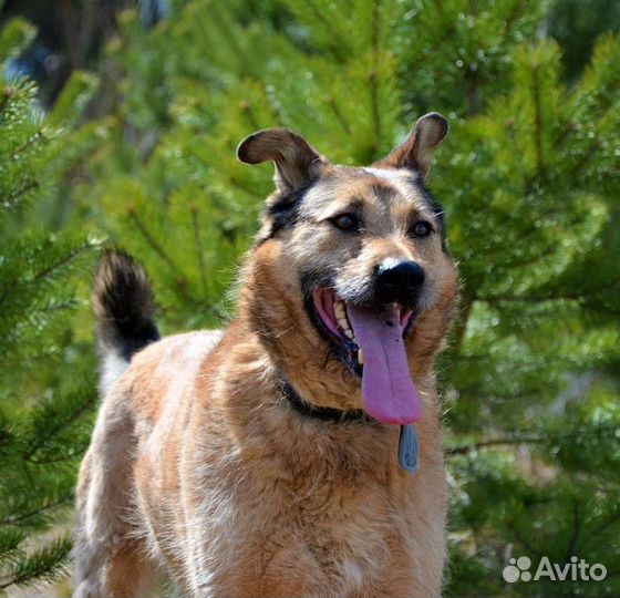 Собака в добрые руки