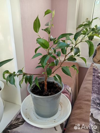 Фикус бенджамина