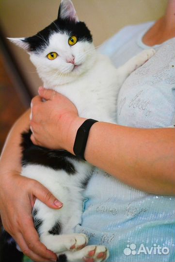 Котик в добрые ручки