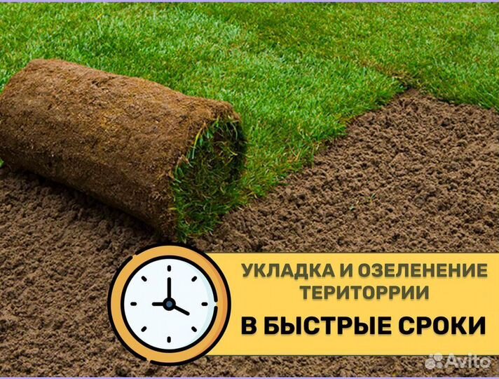 Рулонный газон Элитный под ключ