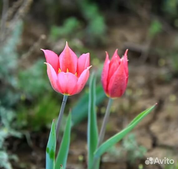 Луковицы диких тюльпанов и гиацинта