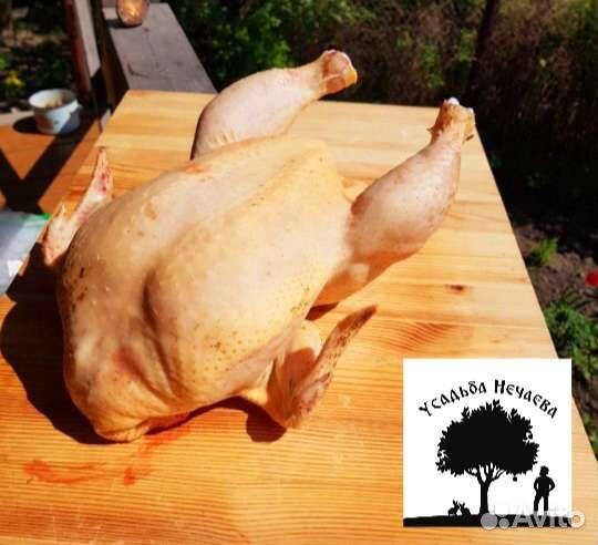 Домашние мясные курочки