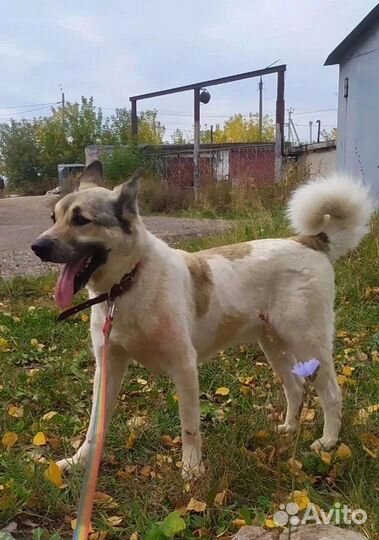 Отличный пёс в добрые руки