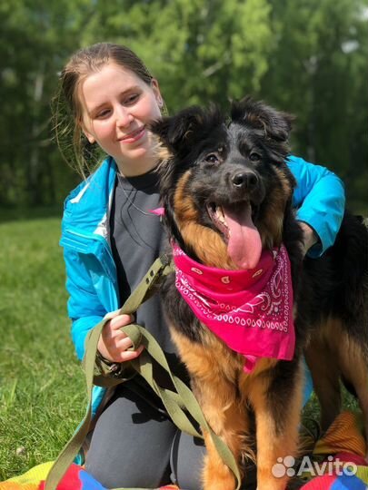 Молодая красивая собачка ищет дом