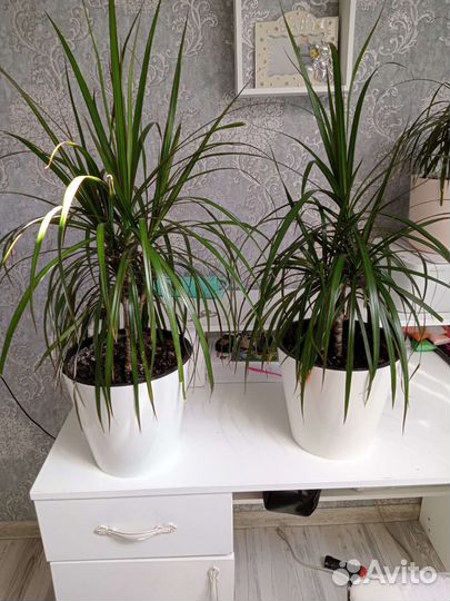 Пальма драцена