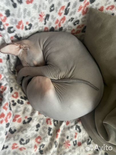 Канадский сфинкс вязка