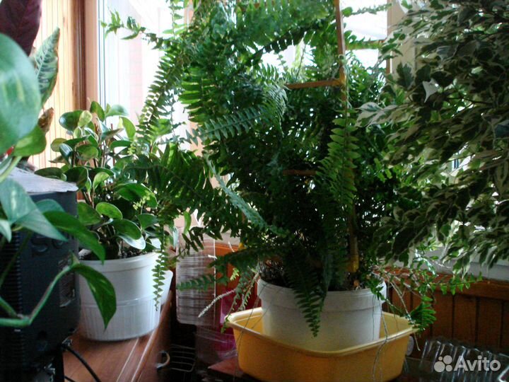 Продам папоротник
