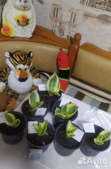 Сансевиерия голден Ханни