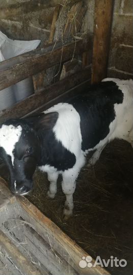 Продам бычка