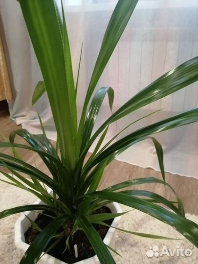 Пальма панданус