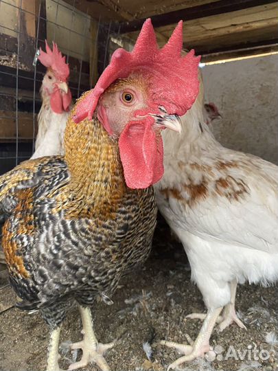 Продам петуха Лекбар кремовый 5 мес