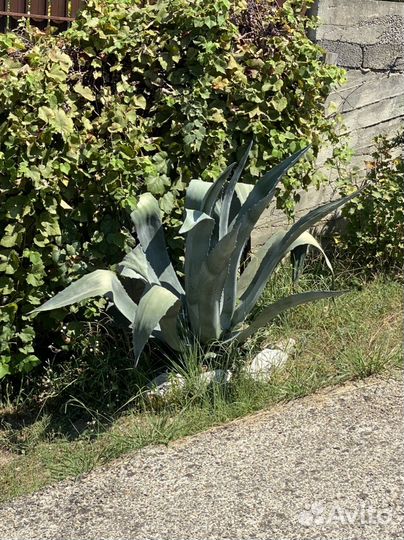 Агава
