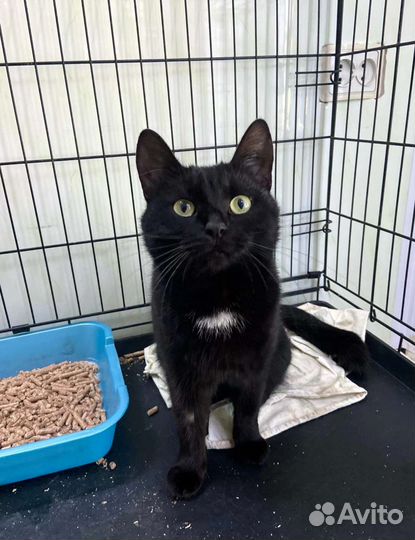 Кошка Ночка в добрые руки