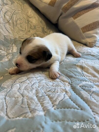 Джек рассел терьер