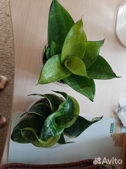 Комнатные цветы