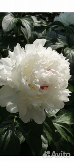 Пион Festiva Maxima