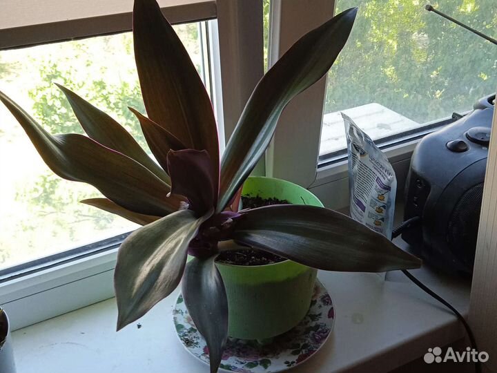 Растения рэо