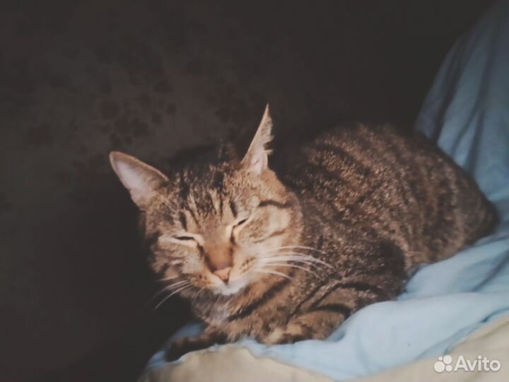 Котик в добрые ручки