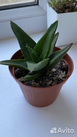 Суккуленты