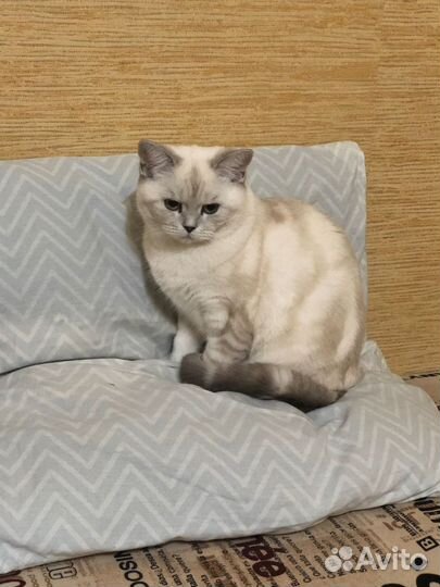 Кошка в дар бесплатно