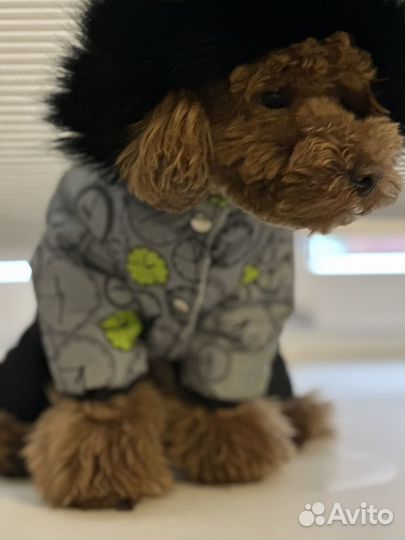 Пудель вязка