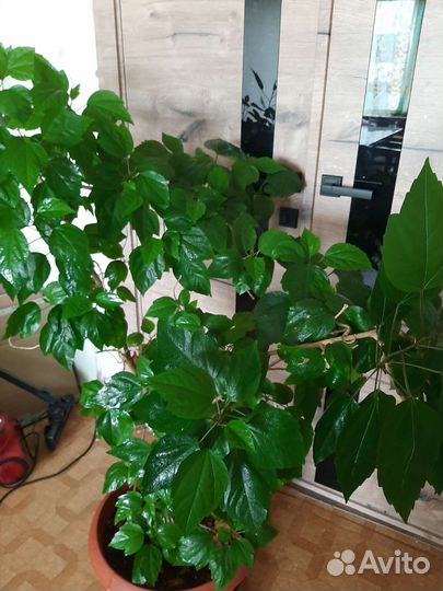 Гибискус, китайская роза