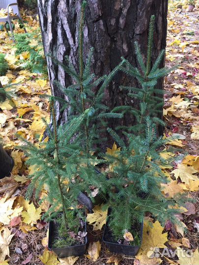 Ель красная саженцы (Picea Rubens)