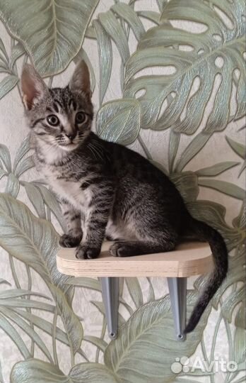 Котёнок тигрёнок 2,5мес ищет семью