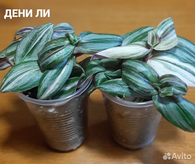 Традесканции сортовые 1