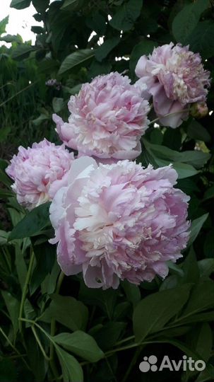 Пион Angel Cheeks