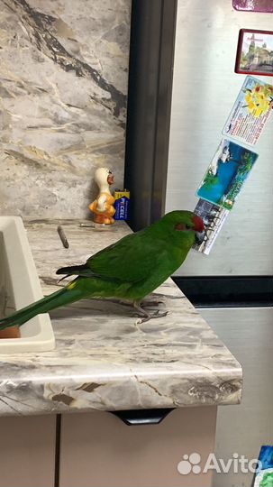 Попугай Какарик