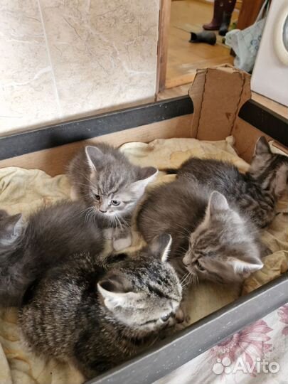 Котята в добрые руки