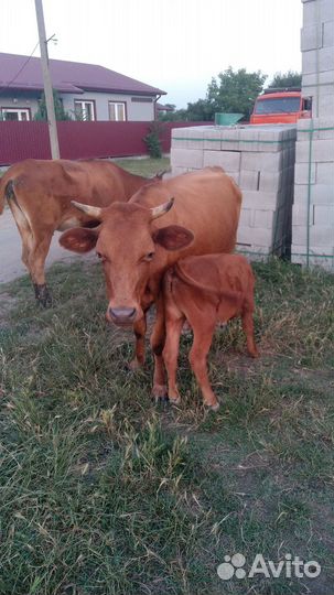 Корова дойная