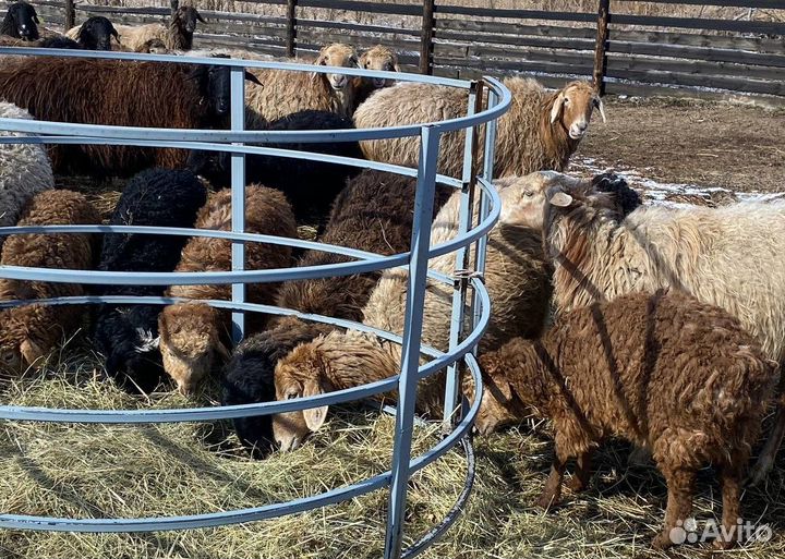 Овцы курдючные, ягнята, ярки, матки