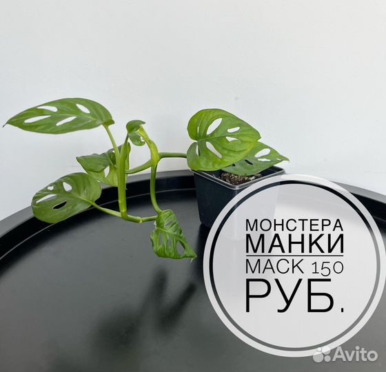 Комнатные растения