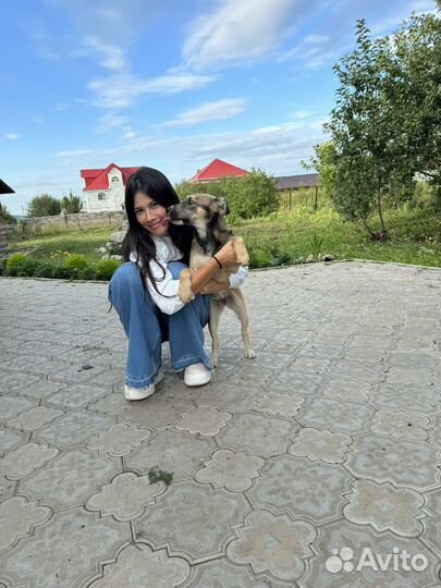Собака в добрые руки щенок